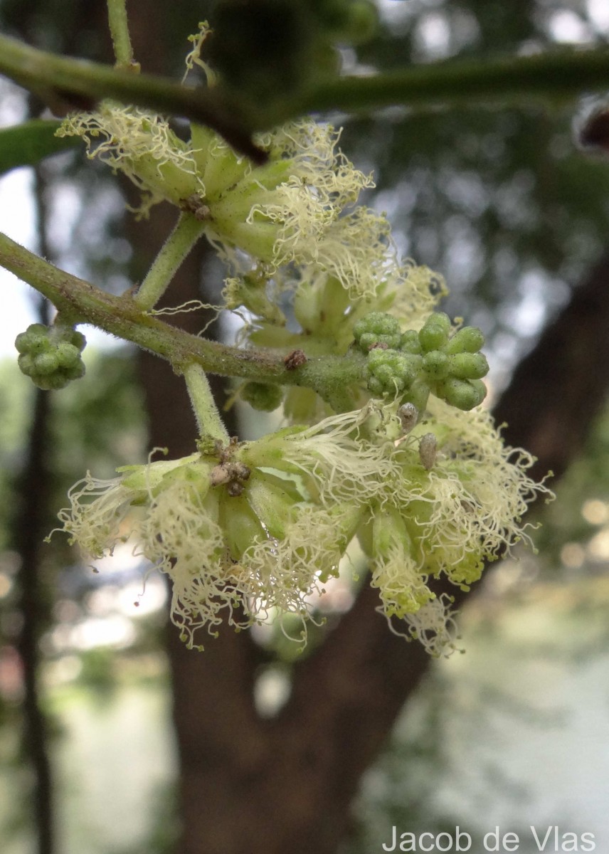 Pithecellobium dulce (Roxb.) Benth.